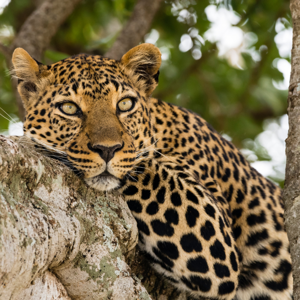 International Leopard Day - WildCats Conservation Alliance