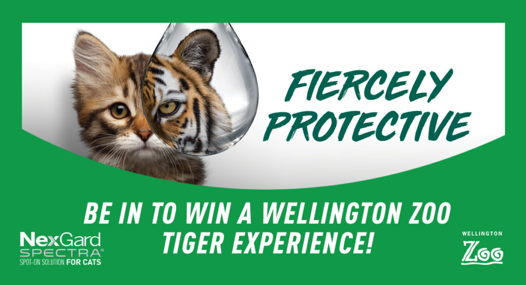 Advertisment for competition to win a trip to Wellington Zoo with a cat on a white and green poster