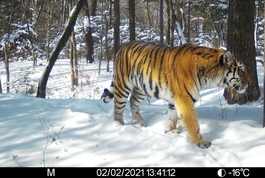 WildCats - Home of Amur leopard and wild tiger conservation