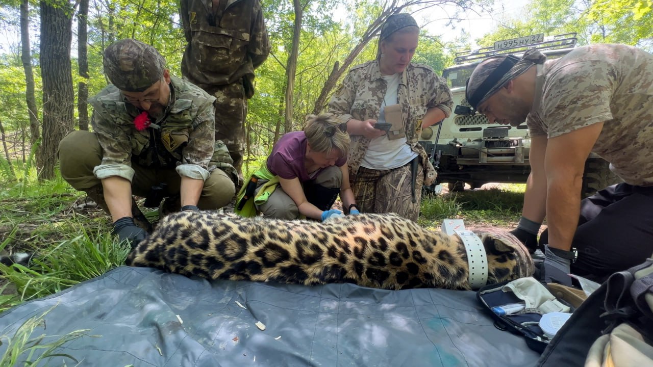 Amur leopard reintroduction Image credit: "Дальневосточные леопарды"