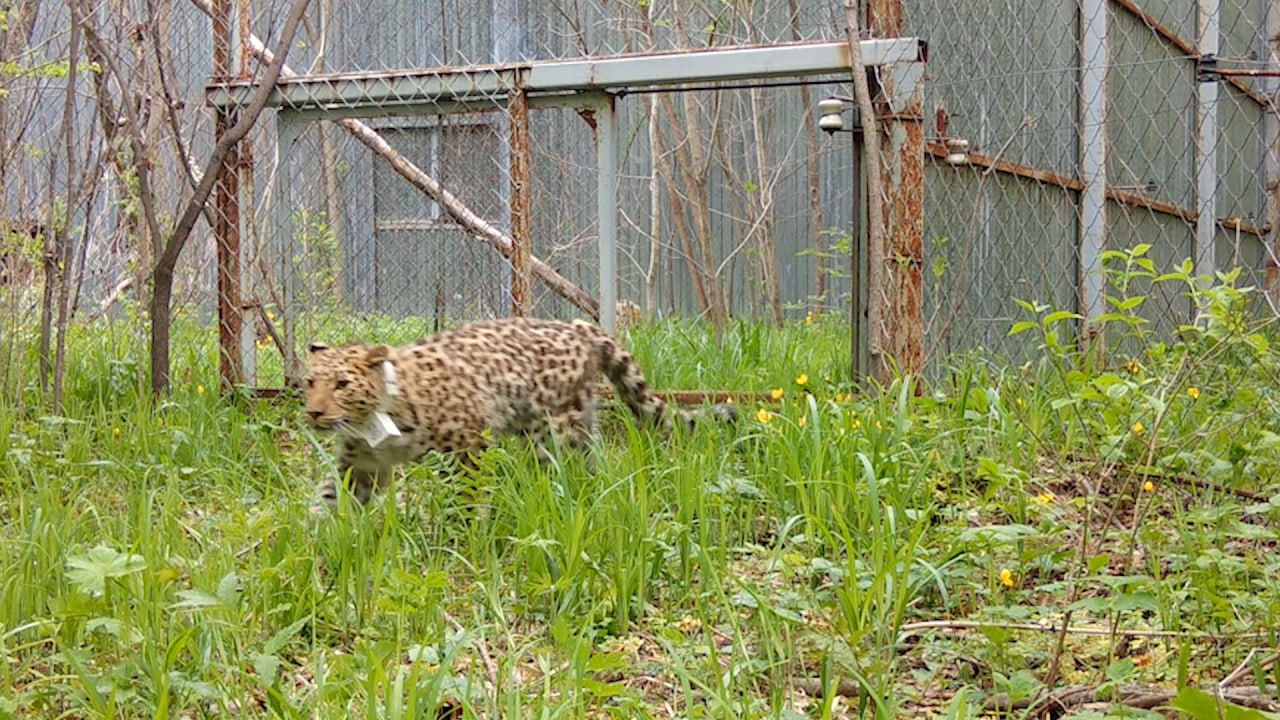 Amur leopard reintroduction