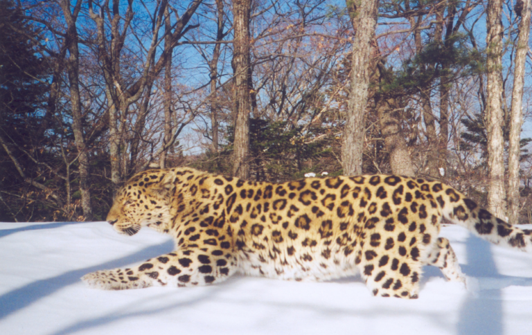 Amur Leopard Facts - WildCats Conservation Alliance