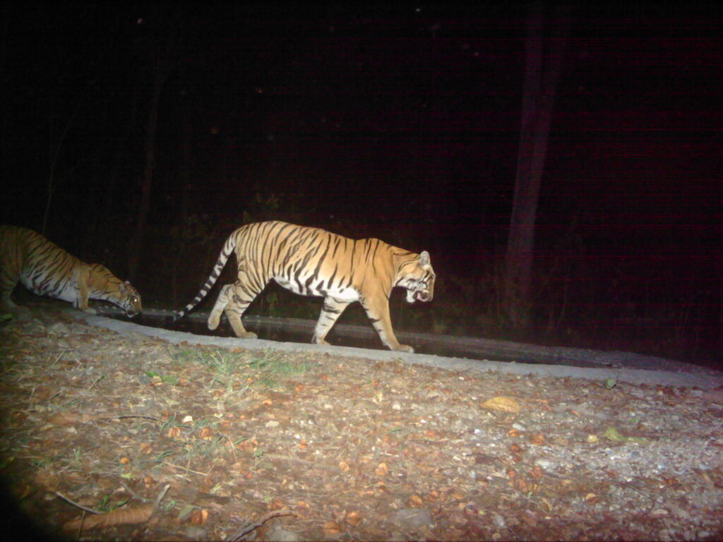 Conservation news on Tigers