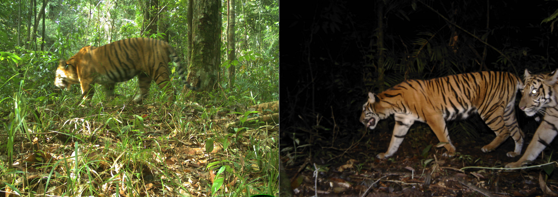 Camera trapping by the Tiger Monitoring team FFI 2022
