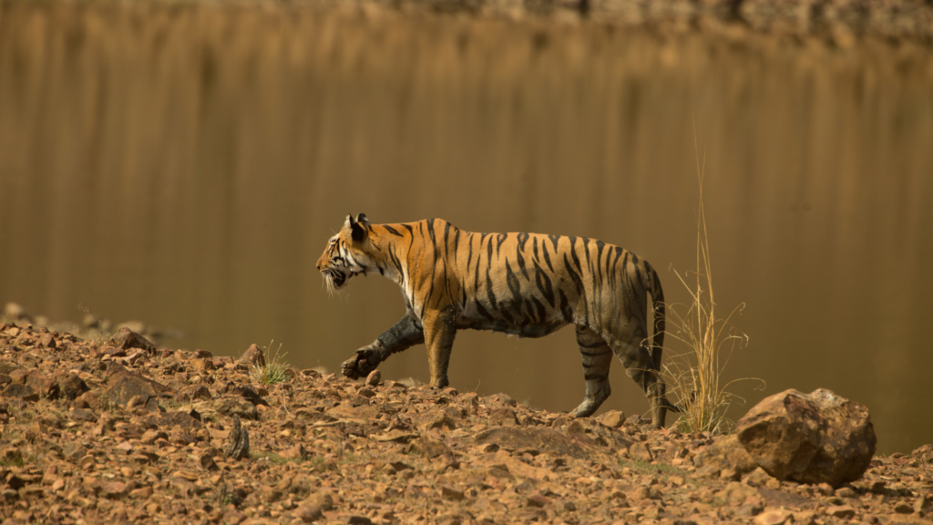 Bengal Tiger by Tal Chohan