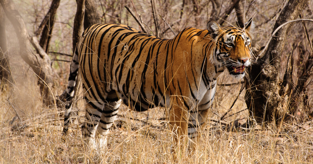 How India helped its Bengal tigers come roaring back 