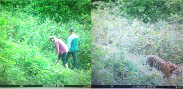 Anna and her husband, and tigress captured by a camera trap walking the same forest road in Sikhote-Alin Biosphere Reserve (August 2020)