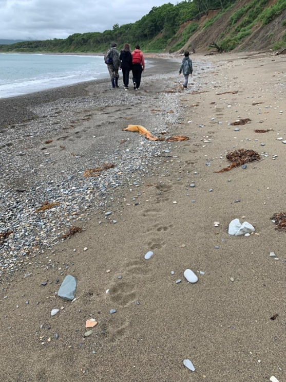 Tourists walking on the beach alongside Udobnaya Bay in Sikhote-Alin Biosphere Reserve sprinkled with Amur tigers paw prints. Photo: Anna Klevtcova