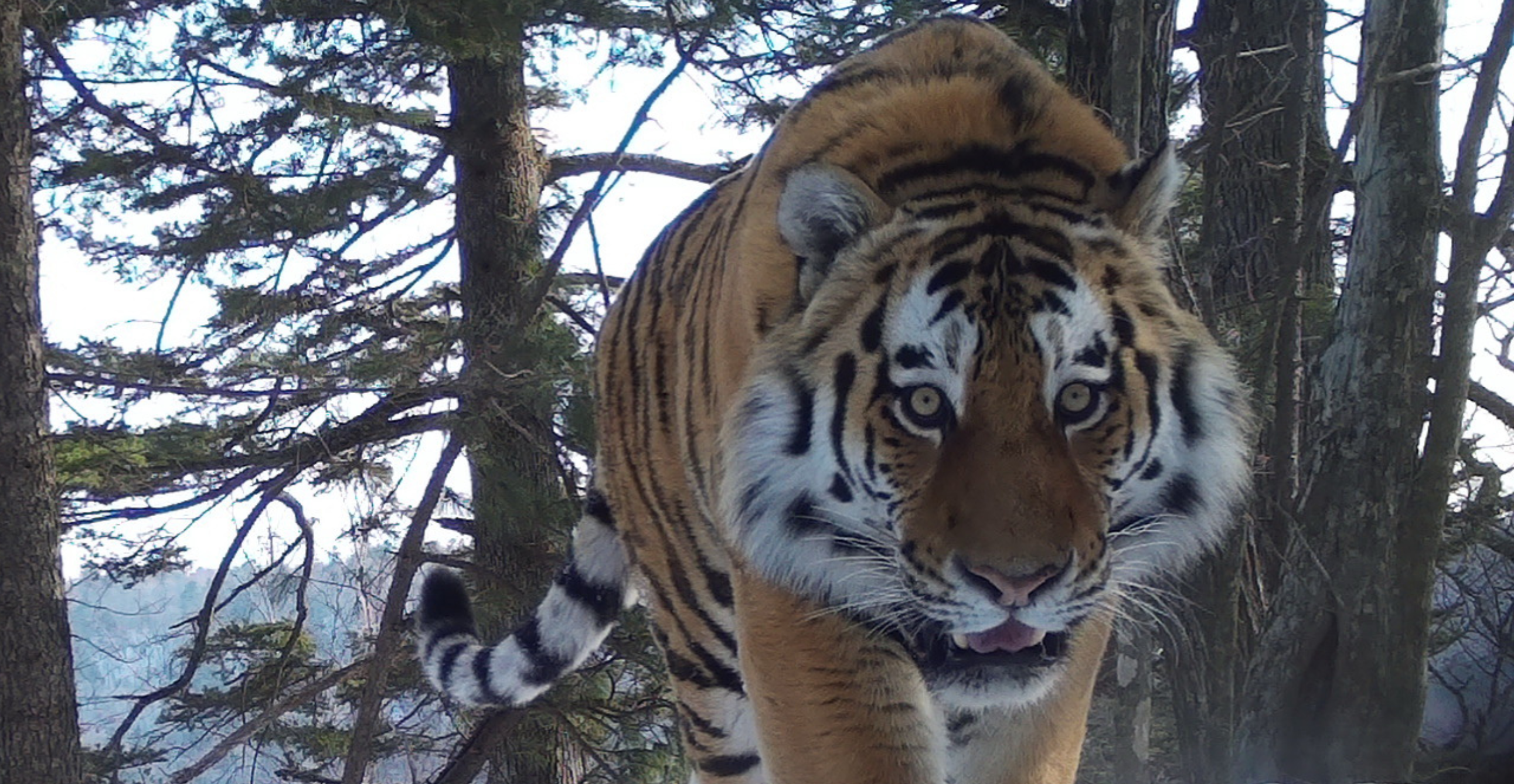 Siberian Tigers: Facts, Threats, and Conservation Efforts