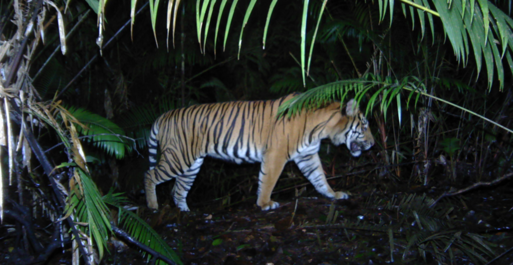 Kerinci Sumatran Tiger FFI