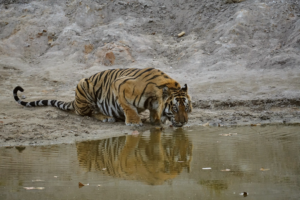 Bengal tiger at waterhole