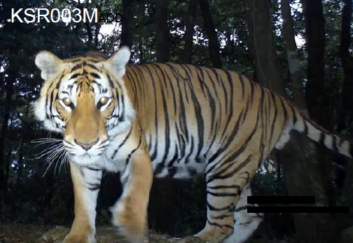 World's second breeding population of Indochinese tigers discovered in  Thailand's forests