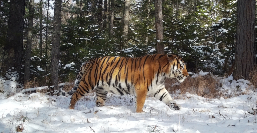 Amur tiger WCS Russia 2022