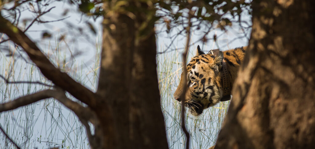 Female-biased introductions produce higher predicted population size and  genetic diversity in simulations of a small, isolated tiger (Panthera  tigris) population