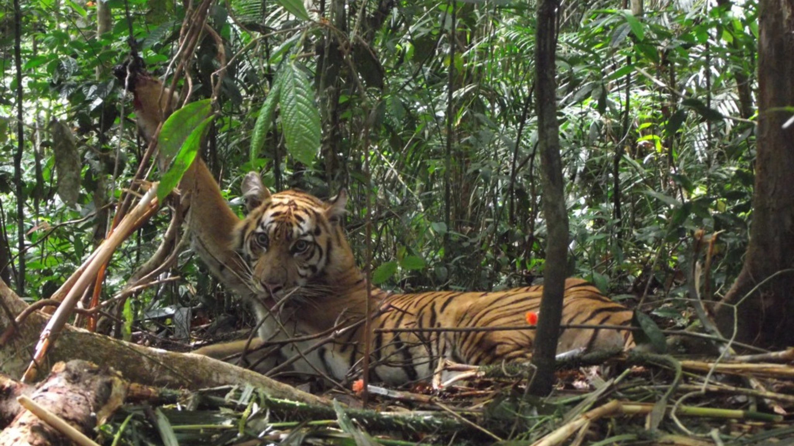 Snare tiger rescue FFI