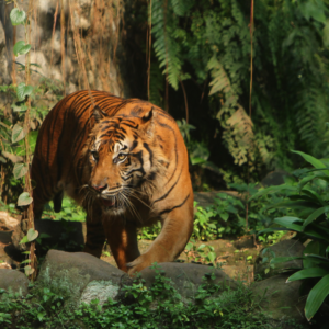Pito Kung_Sumatran Tiger