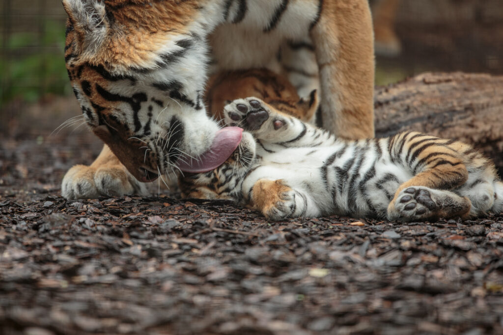 Tal whipsnade cubs August 2018_20