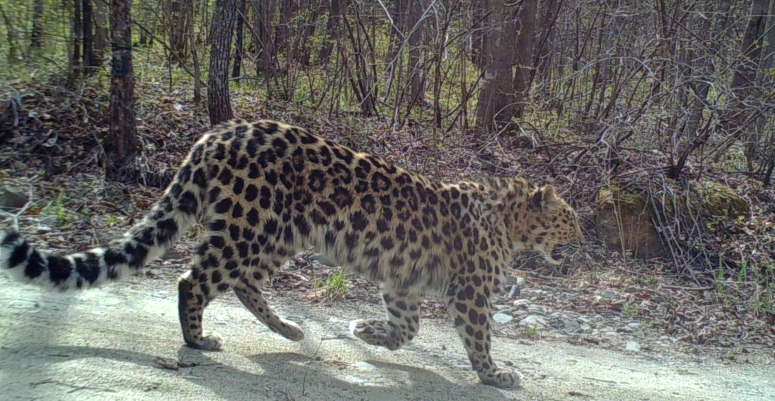 Amurleopard3WCS_China2023.jpg