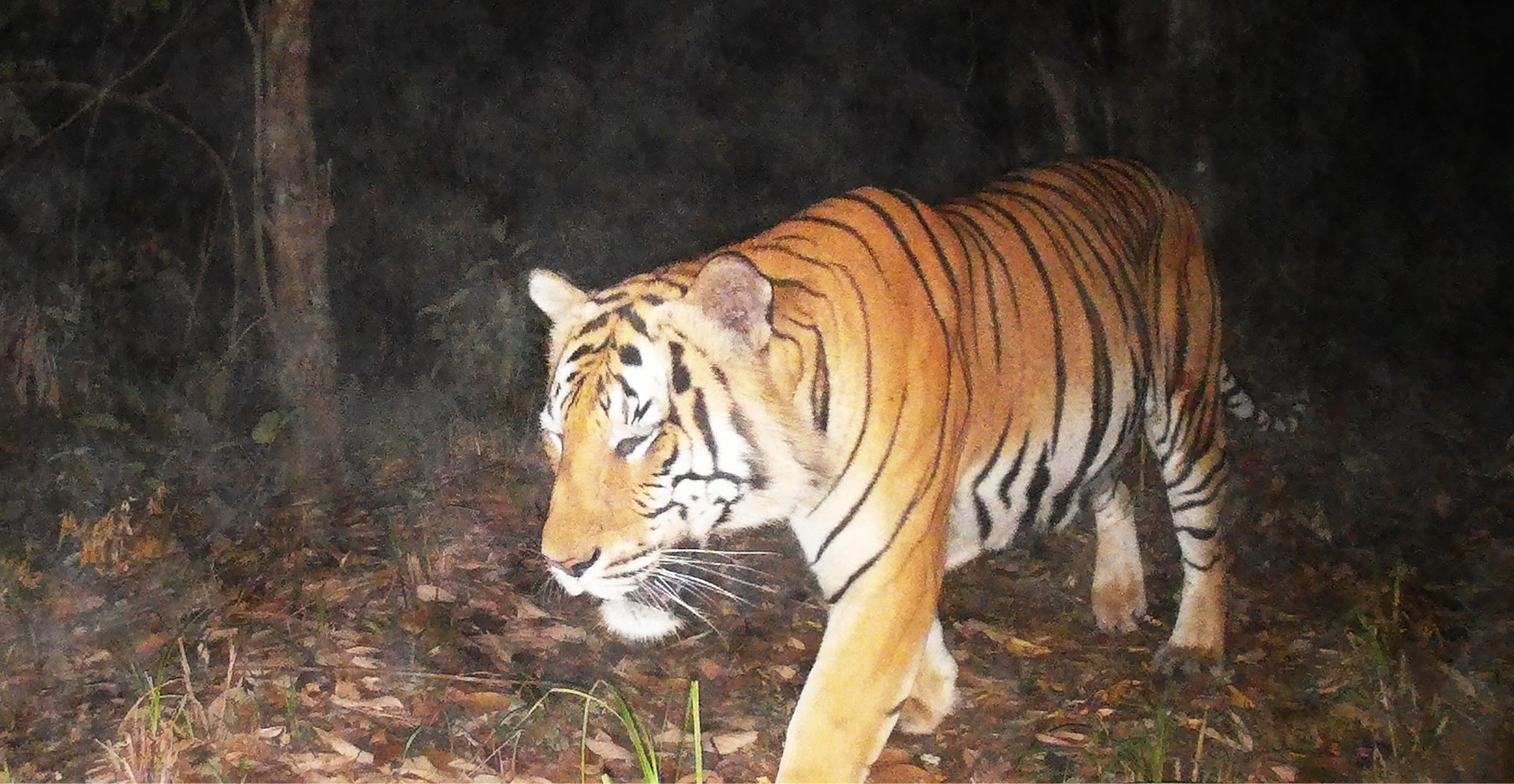 Freeland Foundation - Indochinese tiger caught on camera trap