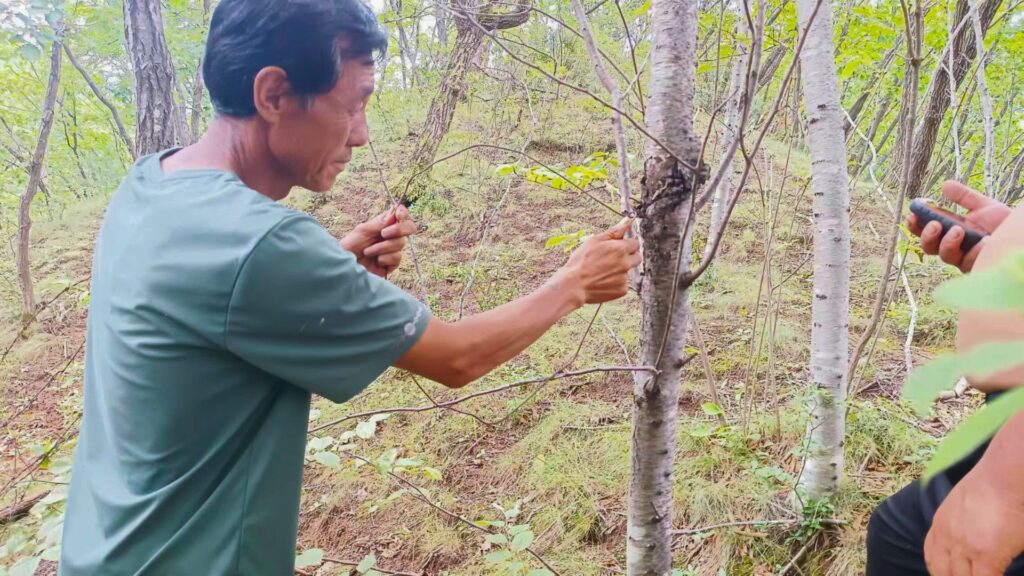 Photos taken during community patrols. A community ranger removes a snare.