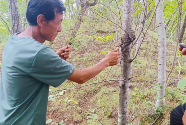 Photos taken during community patrols. A community ranger removes a snare.