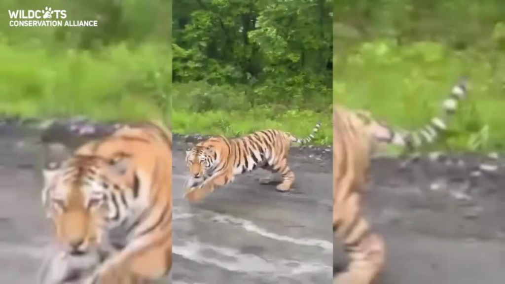 Tiger chasing car in Russian Far East