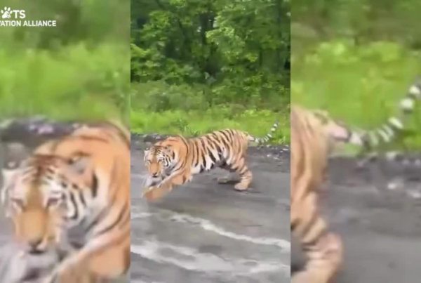 Tiger chasing car in Russian Far East