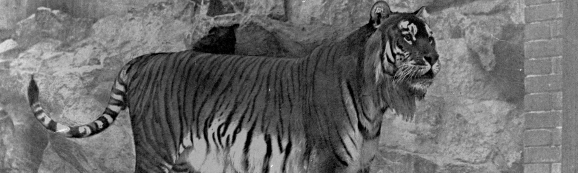 19951212_Caspian tiger_Berlin Zoo 1899