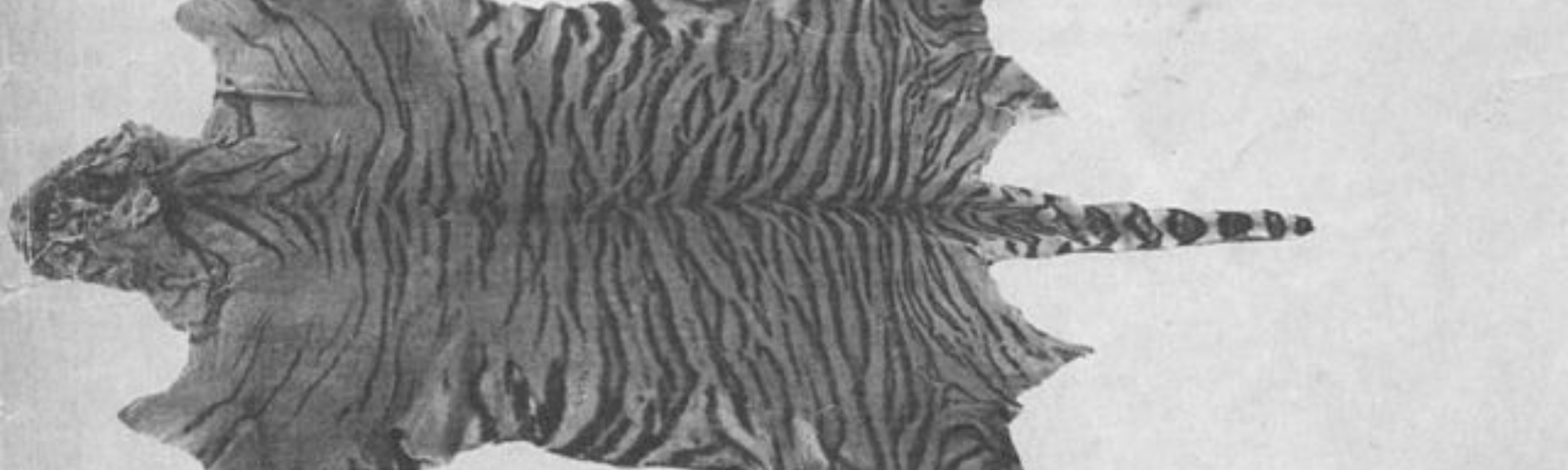 Bali_Tiger_Skin_Leiden
