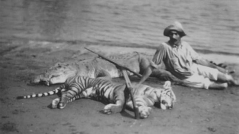 Javan Tiger Facts - WildCats Conservation Alliance