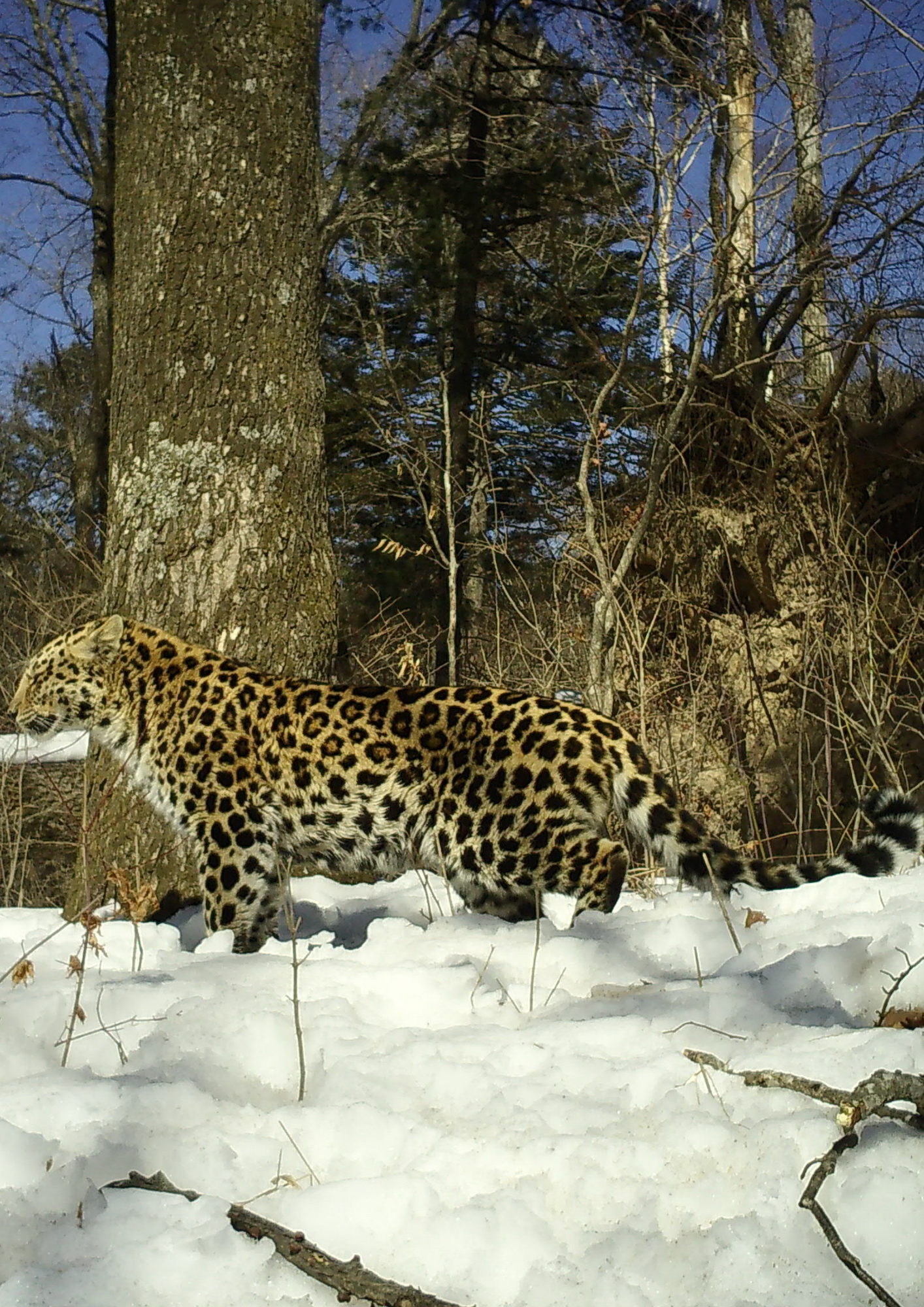 Amur leopard