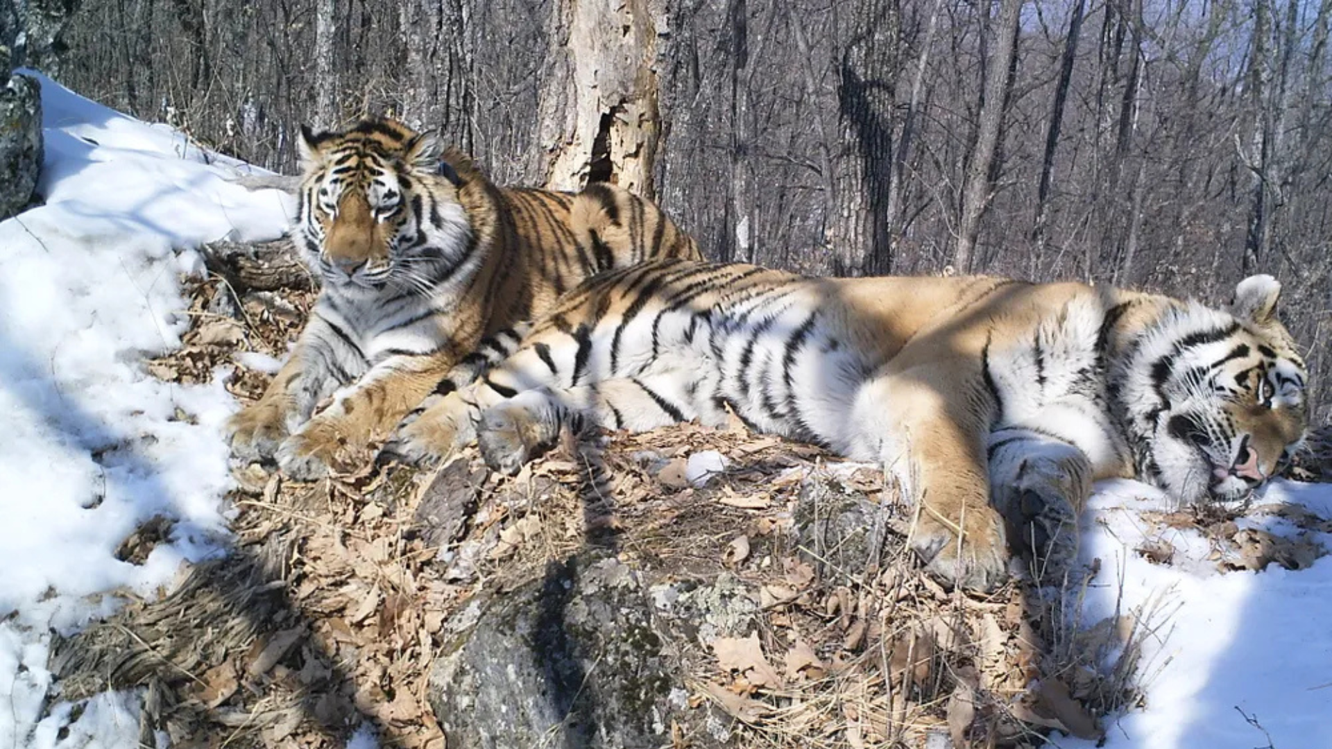 Amur Tiger Romance