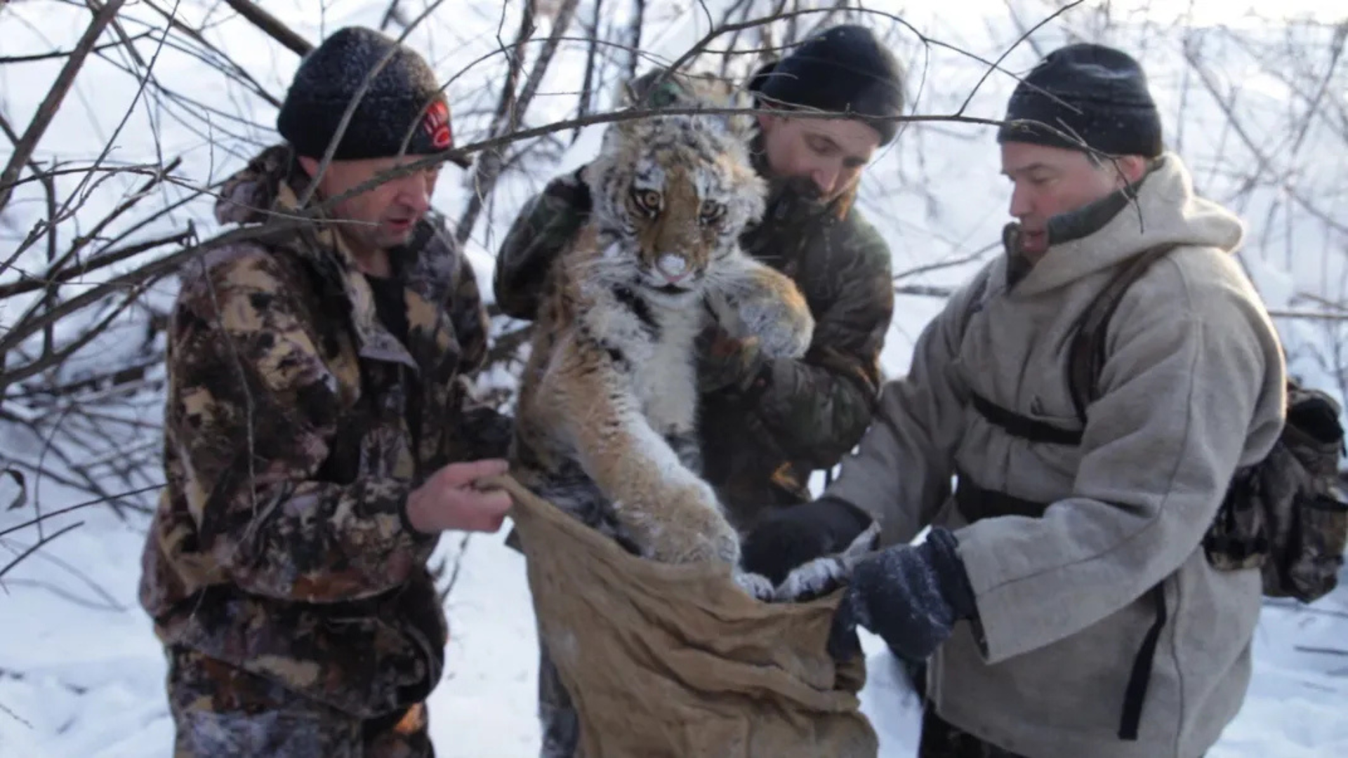 Amur Tiger Romance