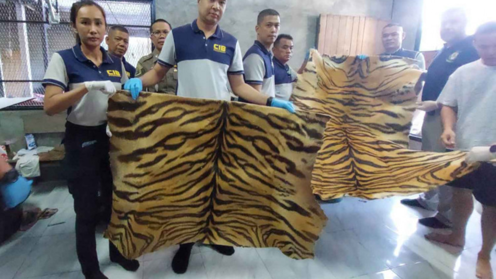 (Photos: Royal Thai Police) Please credit and share this article with others using this link: https://www.bangkokpost.com/thailand/general/2906326/man-arrested-with-dozens-of-tiger-skin-products. View our policies at http://goo.gl/9HgTd and http://goo.gl/ou6Ip. © Bangkok Post PCL. All rights reserved.