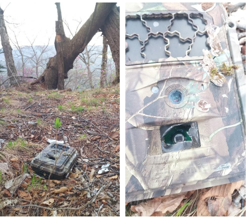 Cameras destroyed by woodpeckers © ANO WCS.