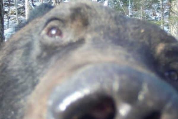 A brown bear gets too close to a camera trap for comfort. Photo © ANO WCS.