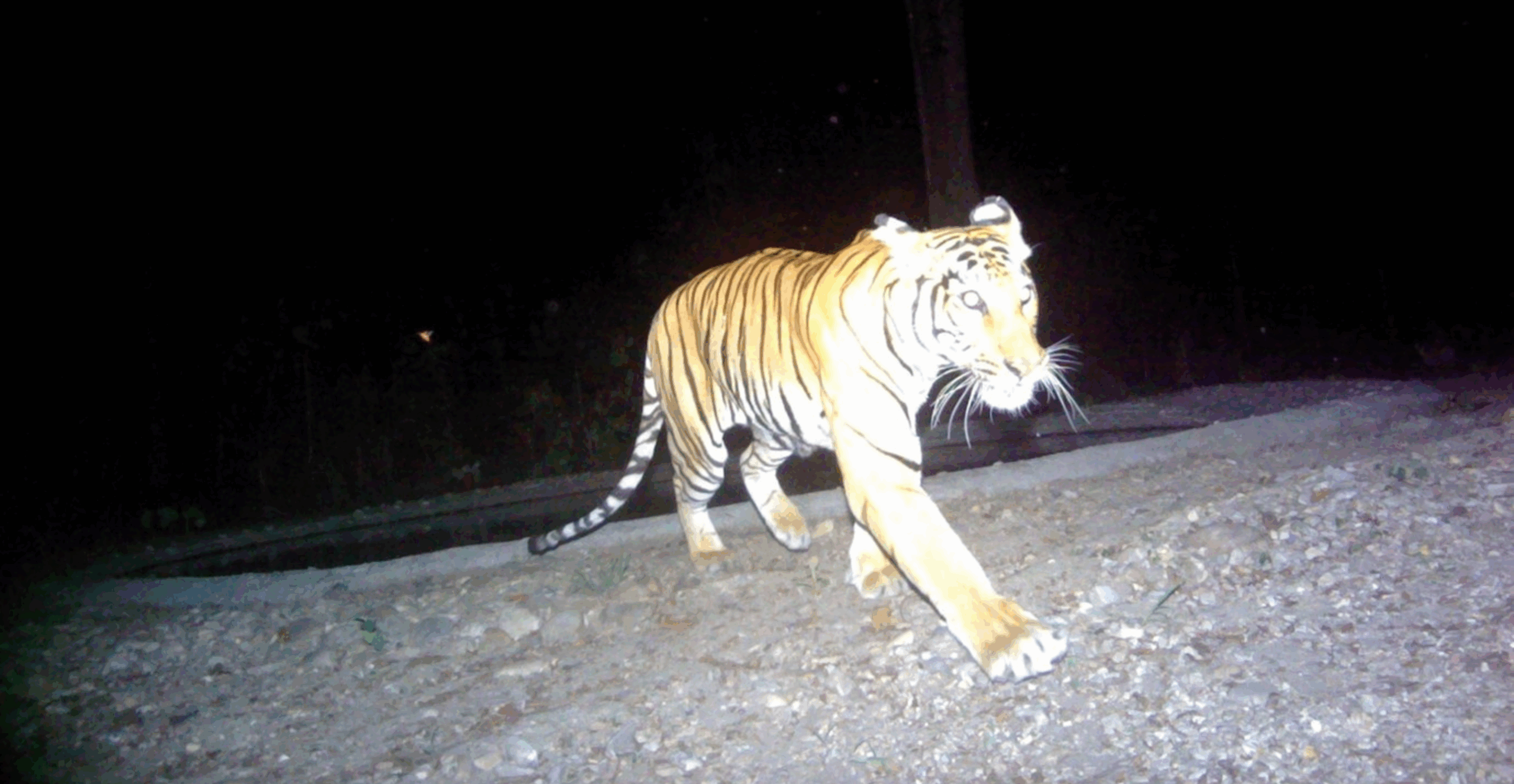 Bengal tiger caught on camera trap near an artificial waterhole in 2025
