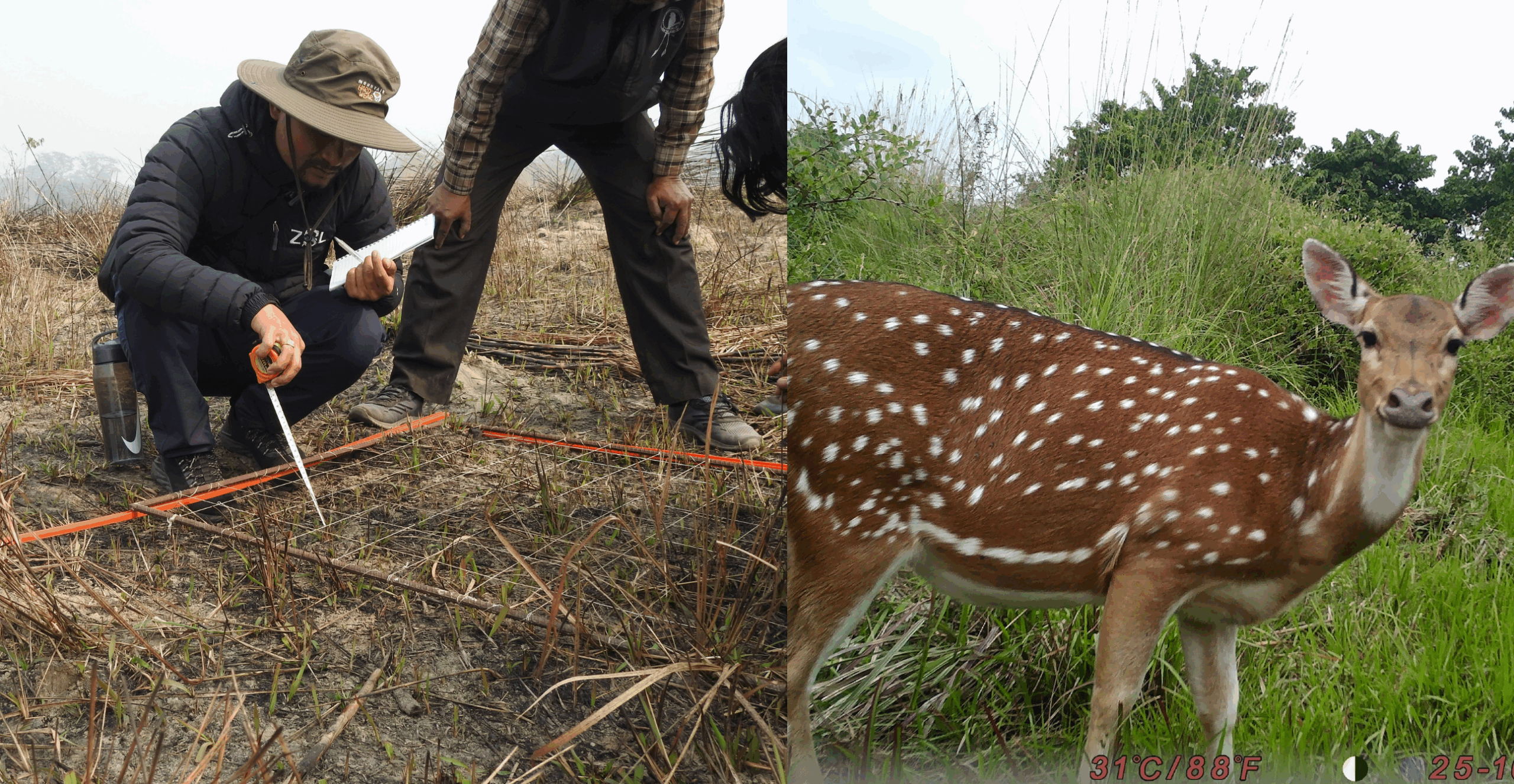 Grassland survey and deer using grassland in Parsa NP in 2024