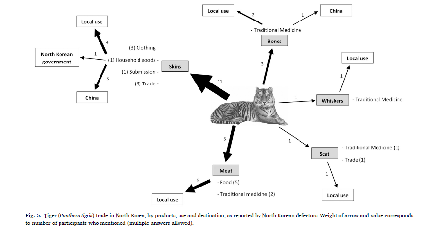 Screenshot from the paper of Tiger (Panthera tigris) trade in North Korea, by products, use and destination, as reported by North Korean defectors. Weight of arrow and value corresponds to number of participants who mentioned.