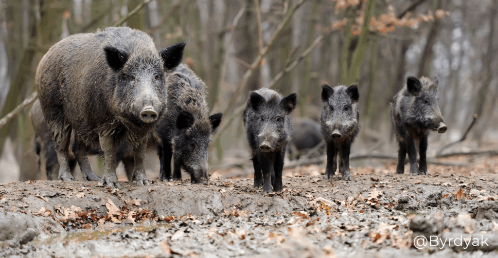 Wild Boar by @Byrdyak