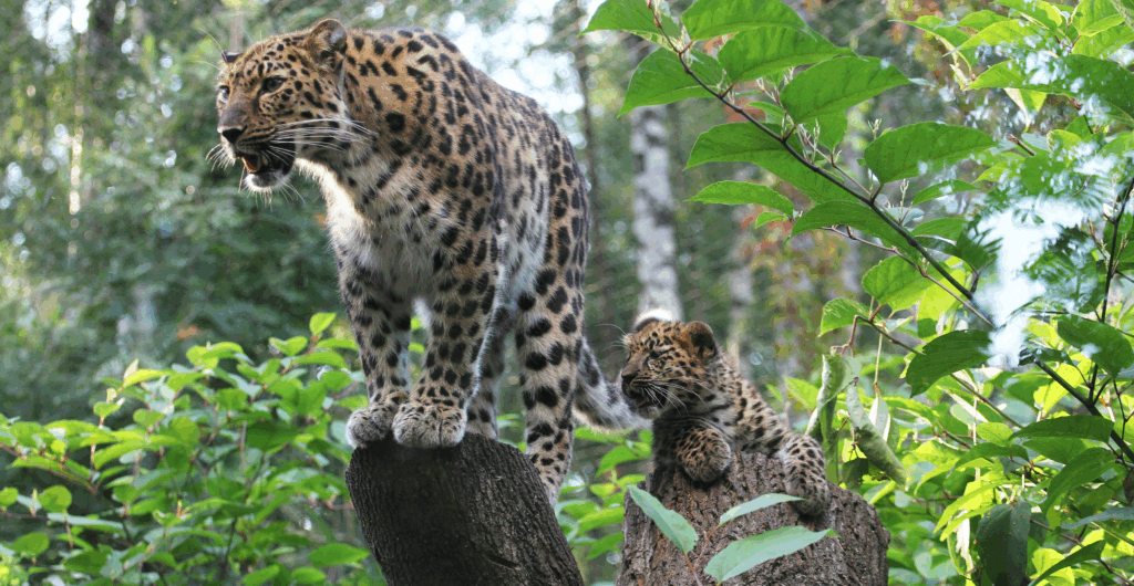 Amur leopards by Signe Kalgan
