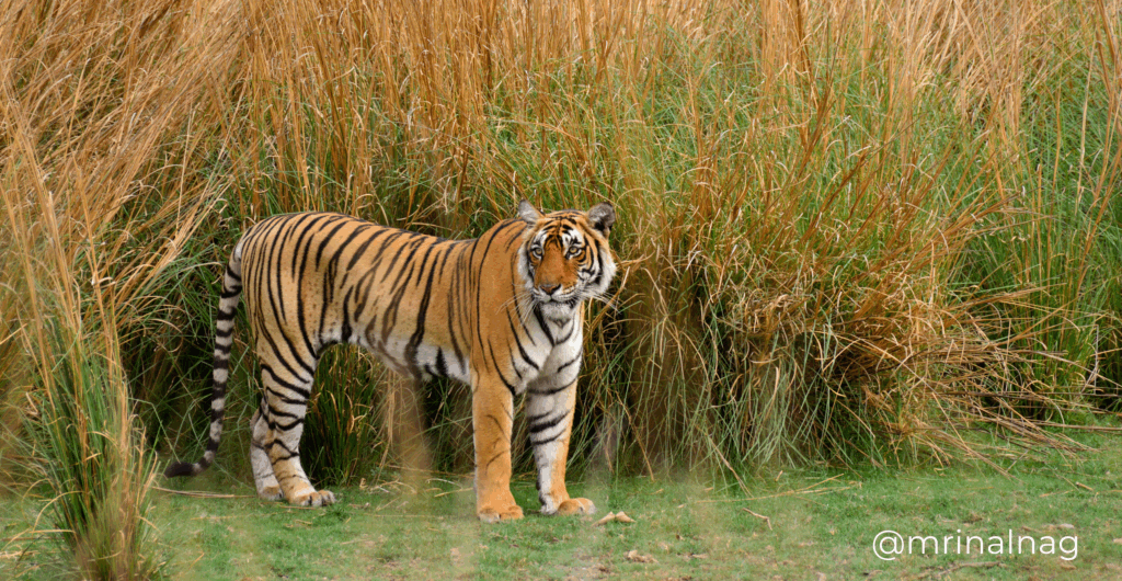 Bengal Tiger @mrinalnag