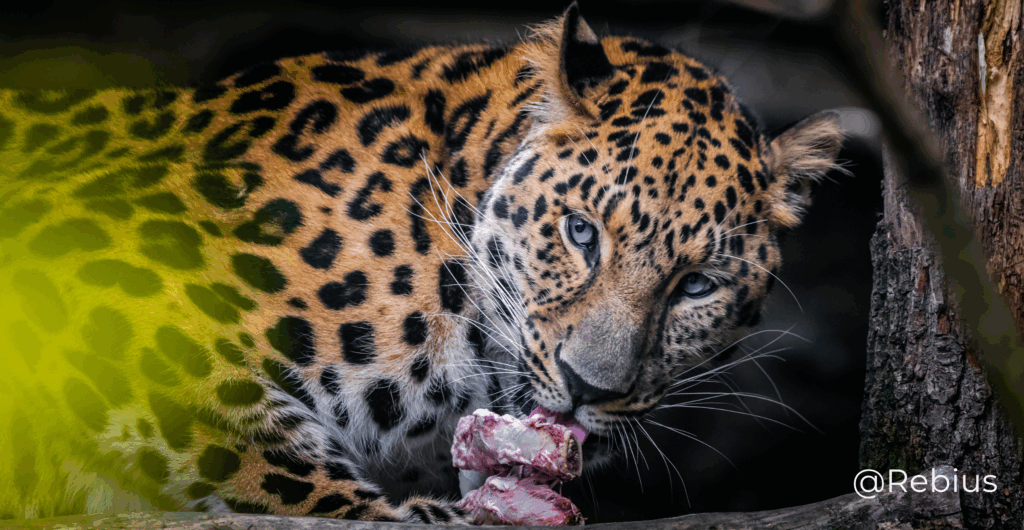 Amur leopard by Amur leopard BY rebius