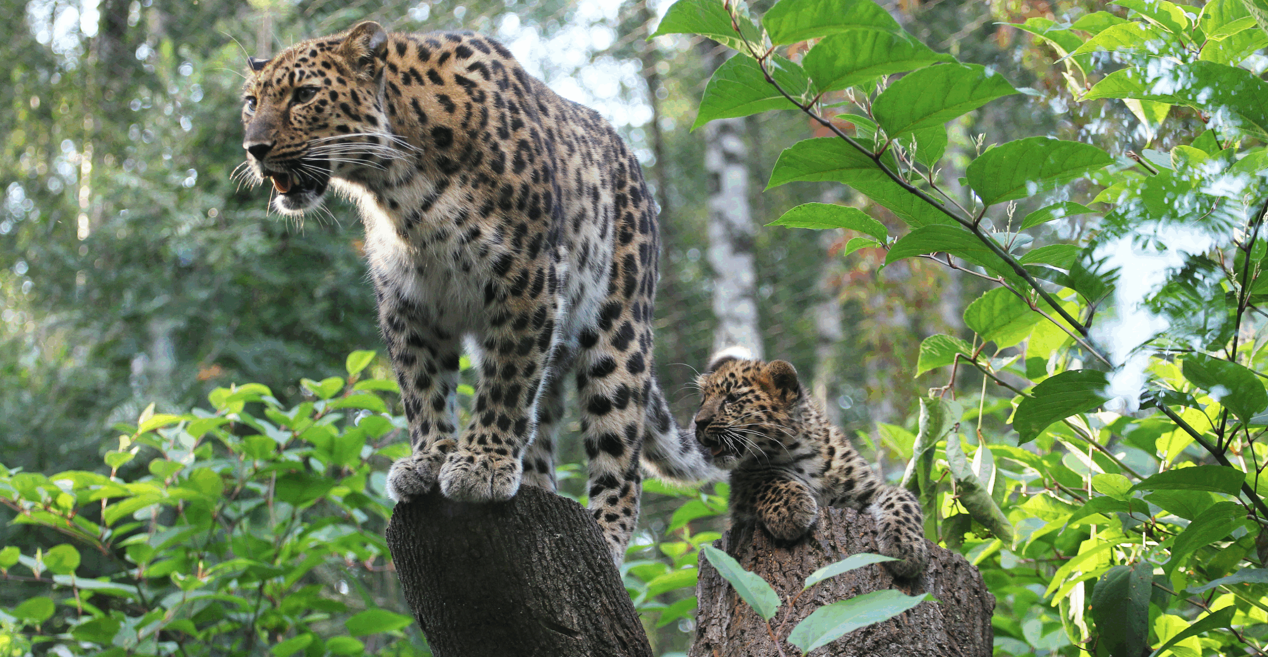 Amur leopards by Signe Kalgan