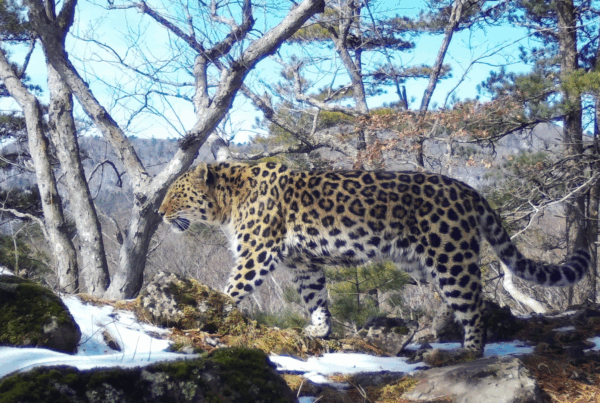 WCS_LLNP_Russia_2024