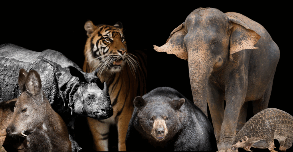 The 6 species