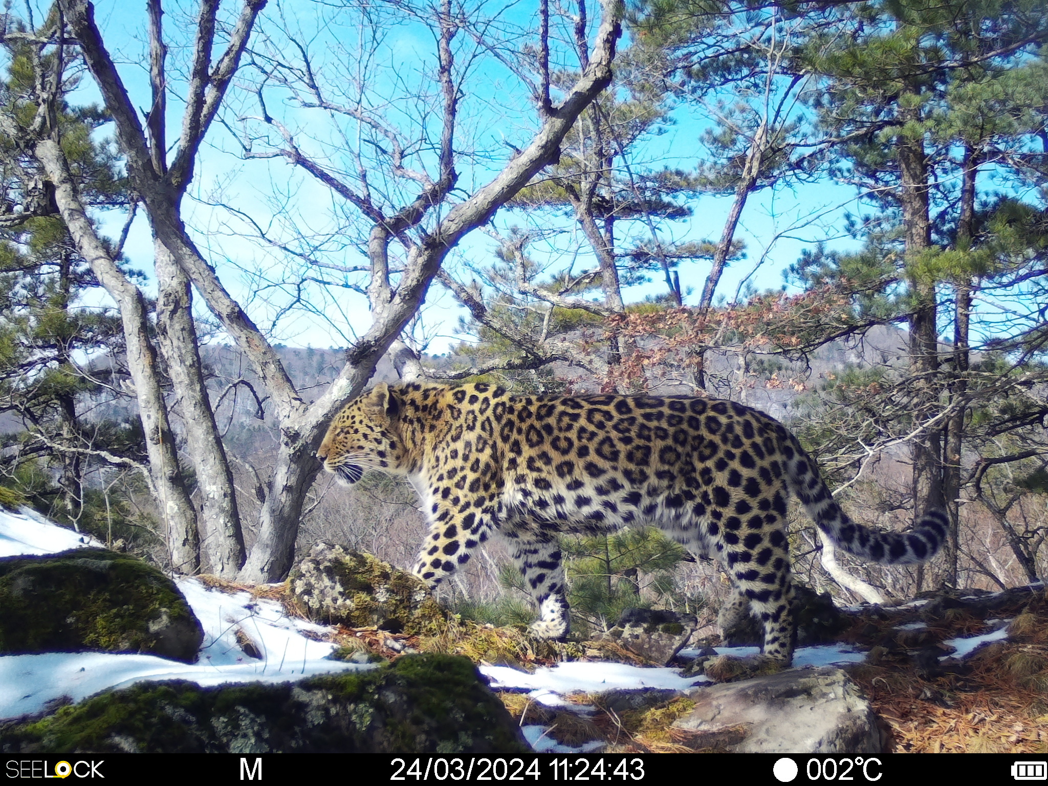 WCS_LLNP_Russia_2024