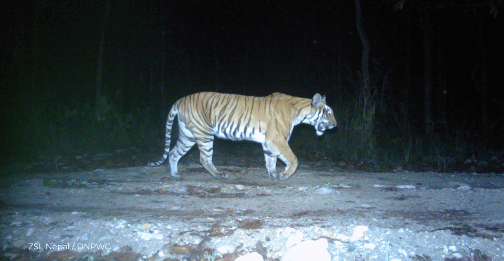 ZSL Nepal / DNPWC