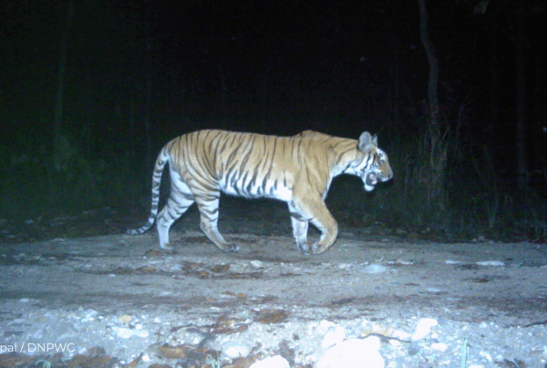 ZSL Nepal / DNPWC