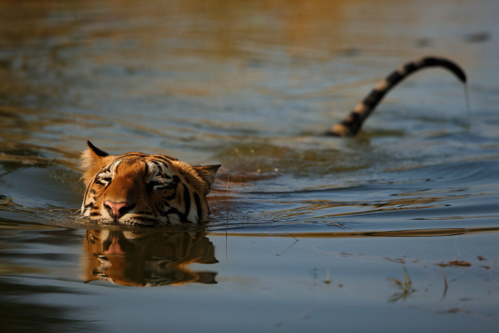 indian tigerTal Chohan 6 (1)